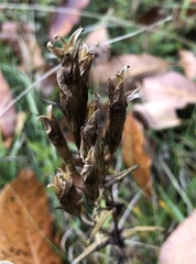Gentianella germanica