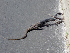 Varanus rosenbergi