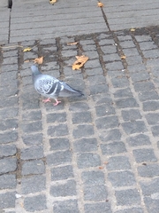 Columba livia domestica