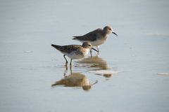 Calidris subminuta
