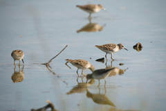 Calidris subminuta