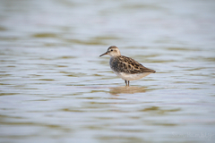 Calidris subminuta