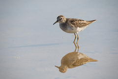 Calidris subminuta