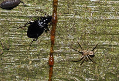 Limodromus assimilis