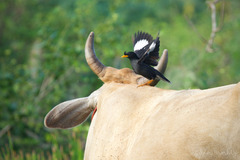 Acridotheres grandis