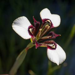 Moraea lurida
