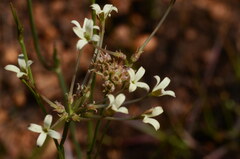 Kohautia amatymbica