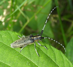 Agapanthia villosoviridescens