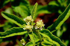 Lippia rehmannii
