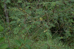 Tephrosia brachyodon