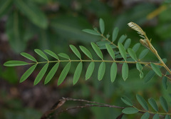 Tephrosia brachyodon