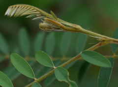 Tephrosia brachyodon