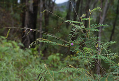 Tephrosia brachyodon