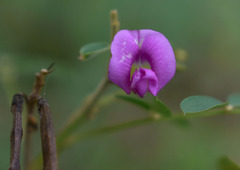 Tephrosia brachyodon