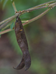 Tephrosia brachyodon