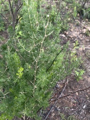 Asparagus laricinus