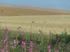 Anthropoides paradiseus