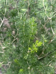 Asparagus laricinus