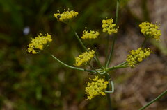 Afrosciadium magalismontanum