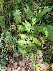 Pteris semiadnata