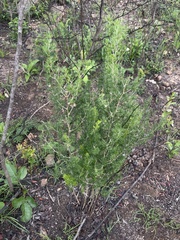 Asparagus laricinus
