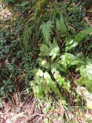 Pteris semiadnata