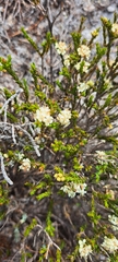 Diosma oppositifolia