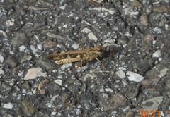 Oedaleus infernalis