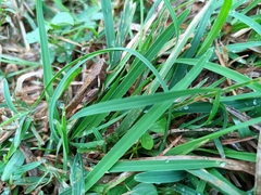 Xenocatantops brachycerus