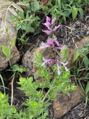 Syncolostemon transvaalensis