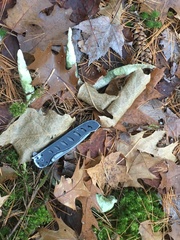 Odocoileus virginianus