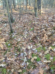 Odocoileus virginianus