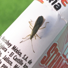 Coreoidea
