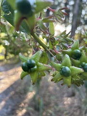 Clerodendrum indicum