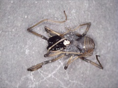 Ischyropsalis robusta