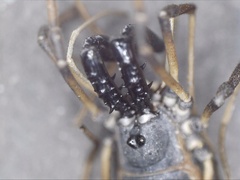 Ischyropsalis robusta
