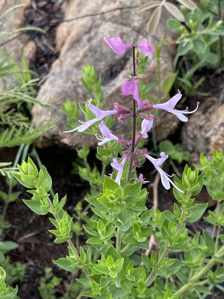 Mpumalanga Sagebush