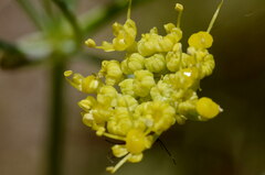 Afrosciadium magalismontanum