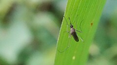 Armigeres subalbatus