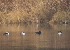 Lophodytes cucullatus