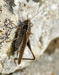 Platycleis albopunctata