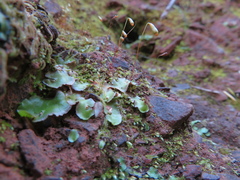 Bryum