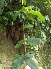 Decaneuropsis gratiosa