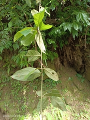 Decaneuropsis gratiosa