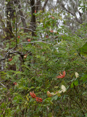 Passiflora aurantia aurantia