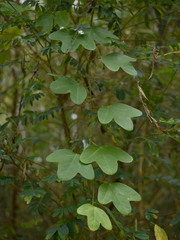 Passiflora aurantia aurantia