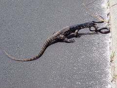 Varanus rosenbergi
