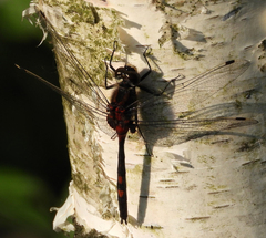 Leucorrhinia dubia