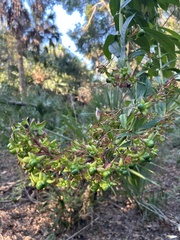 Clerodendrum indicum