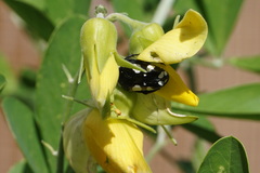 Mausoleopsis amabilis